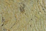 Pennsylvanian, Fossil Microbial Mat - Oklahoma #133154-1